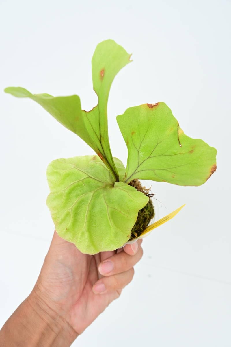 特大　ridleyi wide リドレイ　ワイド Amazon.co.jp: P.ridleyi super wide② @bikamori.com ビカクシダ